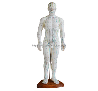 Acupuncture Model 50CM Male