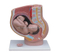 Human Female Pelvis Section (4 parts)