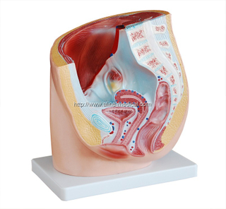 Human Female Pelvis Section (1 part)