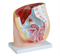 Human Female Pelvis Section (1 part)