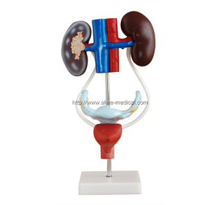 Female Urogenital System