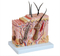 Skin Block Model