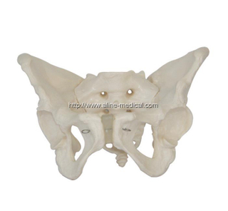 Adult Female Pelvis