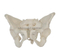 Adult Female Pelvis