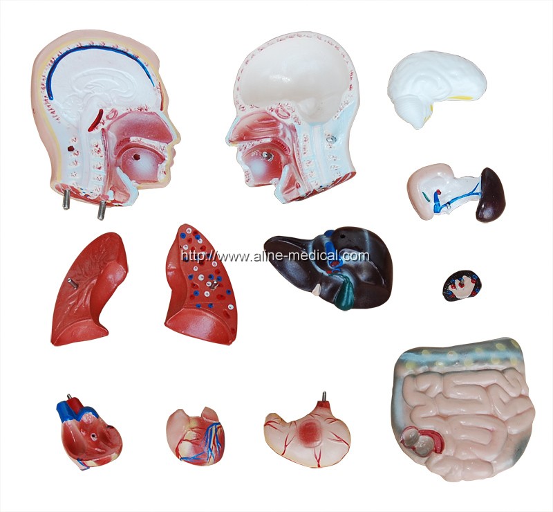 42CM Male Torso 13 Parts