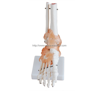 Life-Size Foot Joint with Ligaments