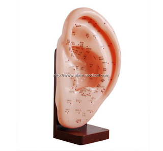 Ear Acupuncture Model 22CM