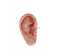 Massage Ear Model 12CM