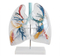 Model of the Transparent Lung Segment