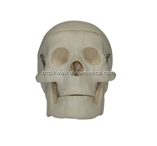 Miniature Plastic Skull