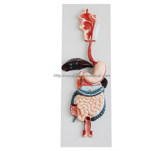 Digestive System