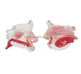 Model of the Anatomy Nasal Cavity