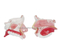 Model of the Anatomy Nasal Cavity
