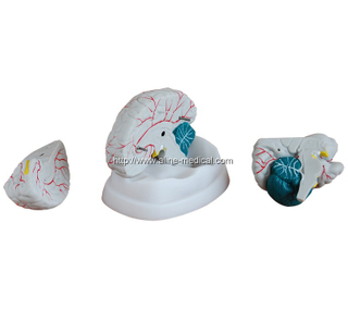 New Style Brain Model