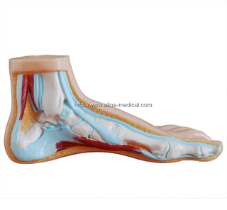 Normal Foot