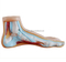 Normal Foot