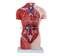 42CM Female Torso 15 Parts