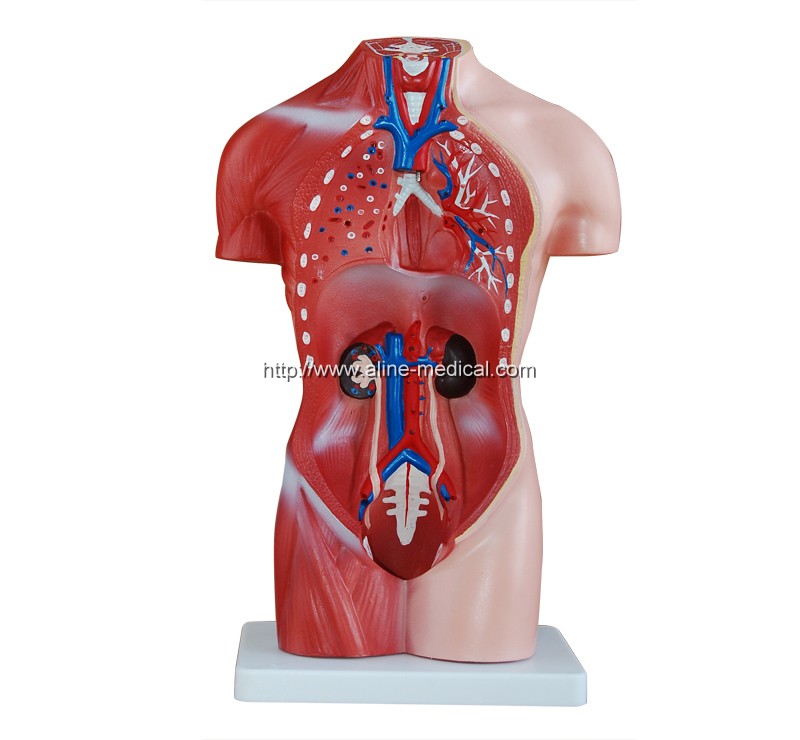 42CM Female Torso 15 Parts