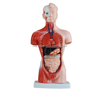 26CM Torso 15 Parts