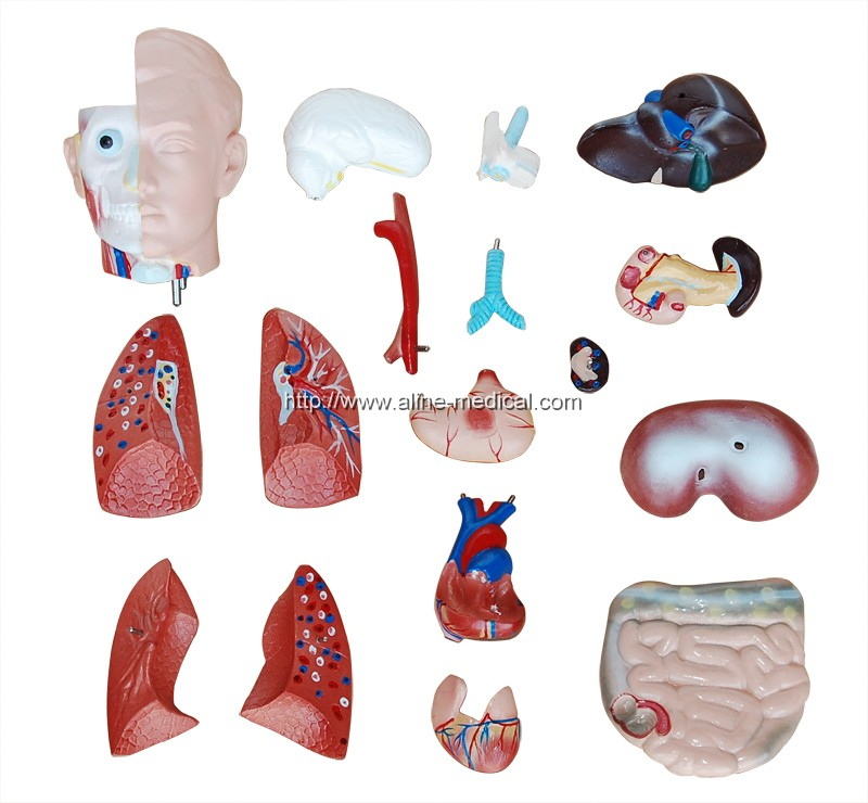42CM Sexless Torso 18 Parts
