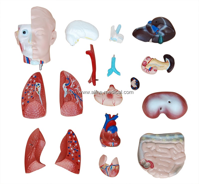 42CM Sexless Torso 18 Parts