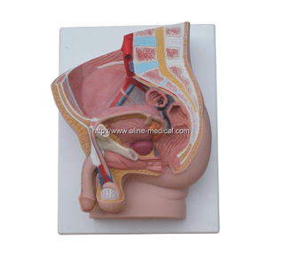 Human Male Pelvis Section (2 Parts)