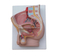Human Male Pelvis Section (2 Parts)