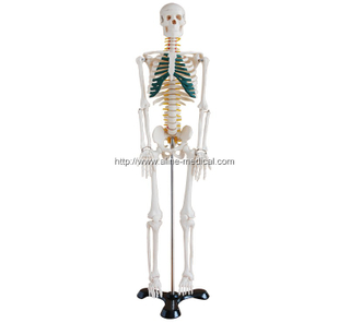 85cm Skeleton with Spinal Nerves