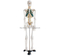 85cm Skeleton with Spinal Nerves
