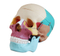 Life-Size Skull with Colored Bones