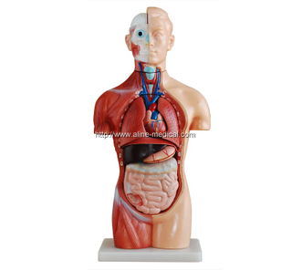 42CM Sexless Torso 18 Parts