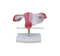 Natural Uterus Model