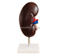 Kidney Model (2 parts)