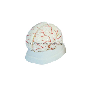 Brain with Arterial