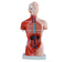 26CM Torso 15 Parts