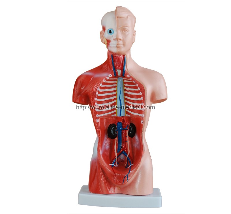 26CM Torso 15 Parts