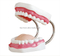 Dental Care Model (32 Teeth)