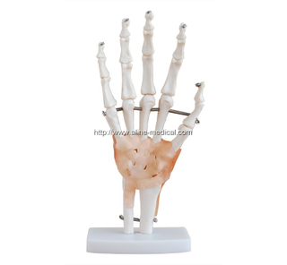 Life-Size Hand Joint with Ligaments