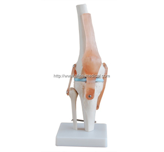 Life-Size Knee Joint