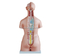 85CM Unisex Torso 40 Parts
