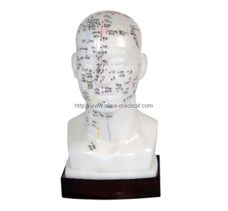 Head Acupuncture Model