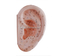 Ear Acupuncture Model 40CM