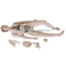 New Style High Quality Nurse Training Doll (Female)